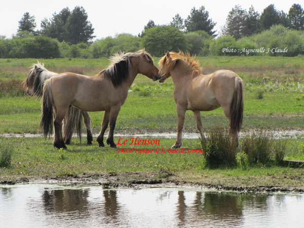 Chambre htes Les Vert Linettes  Le Henson cheval typique en Baie de Somme  